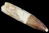 Real Spinosaurus Tooth - Rooted #81359-1
